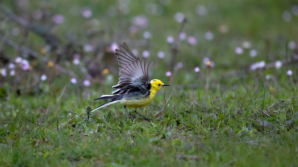 Citrine Wagtail