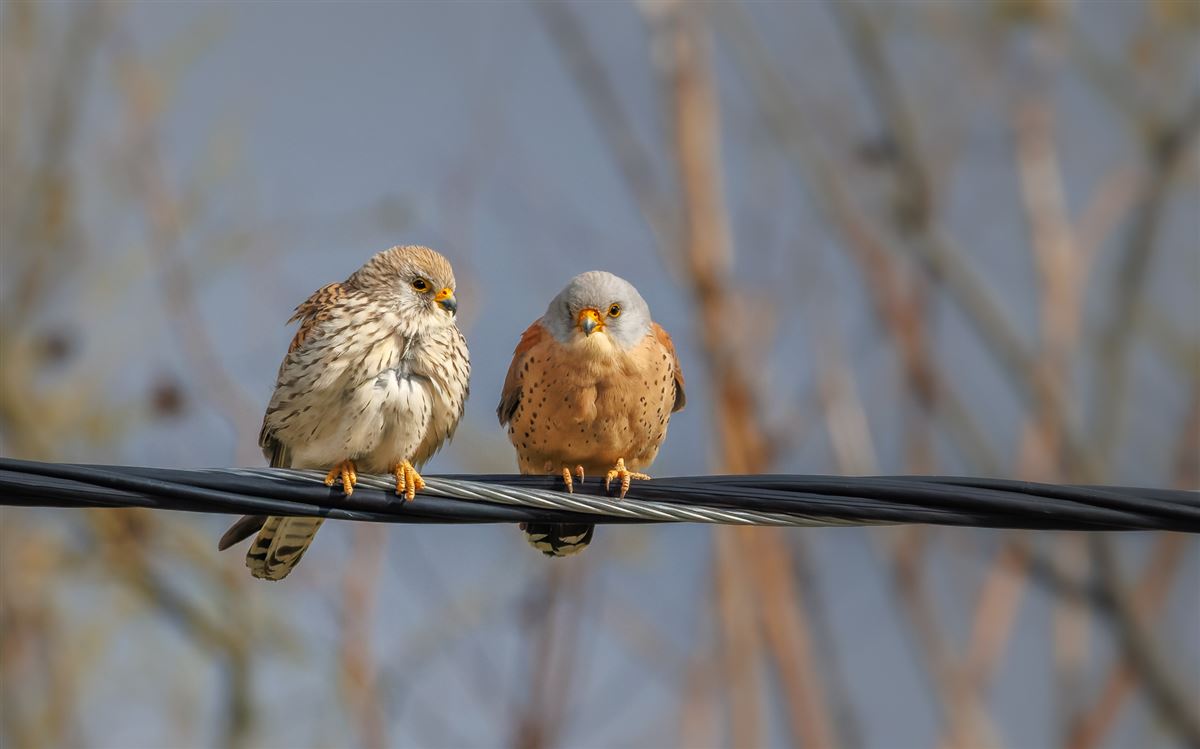Lesser Kestrel