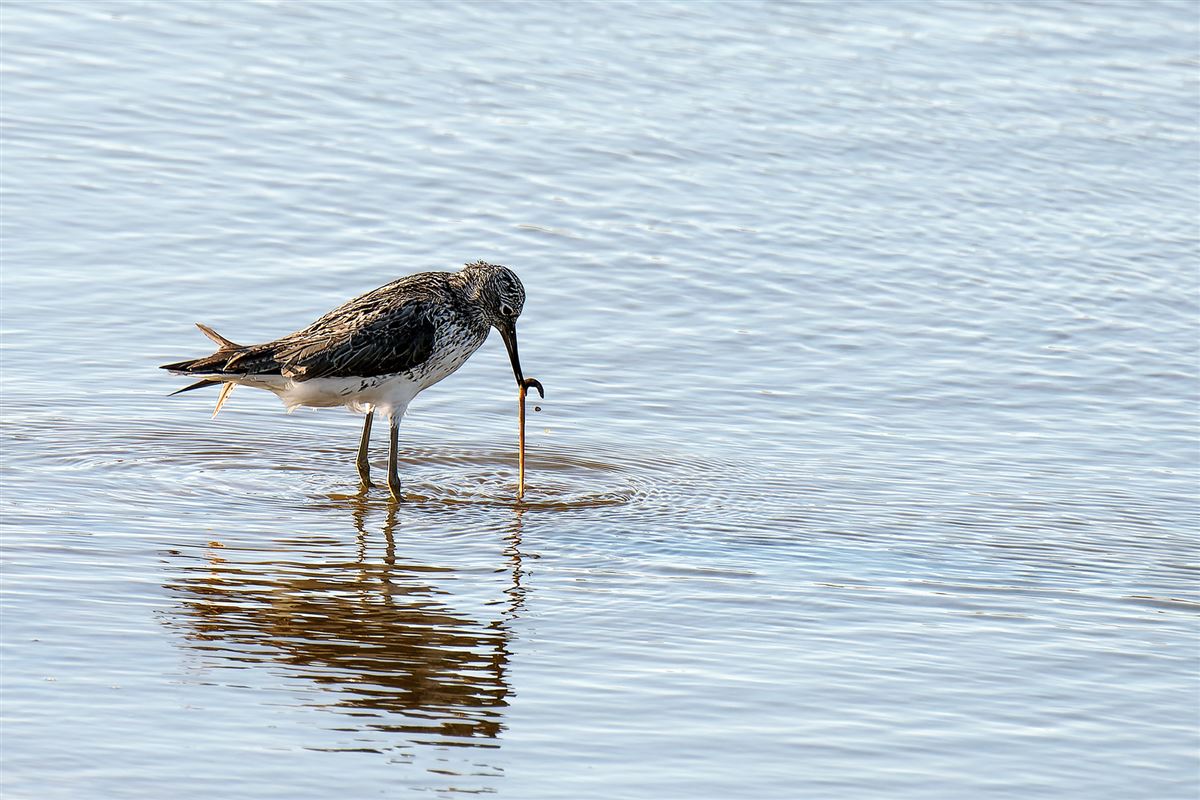 Common Greenshank