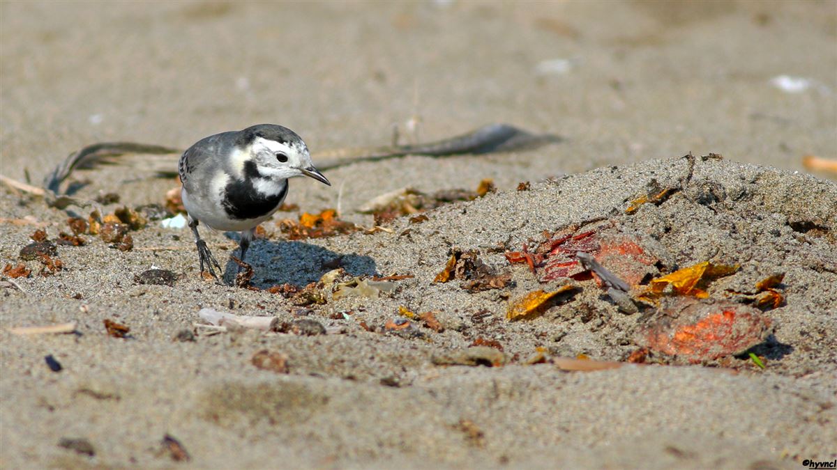 White Wagtail