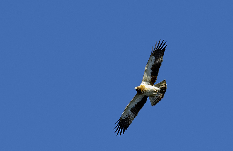 Booted Eagle