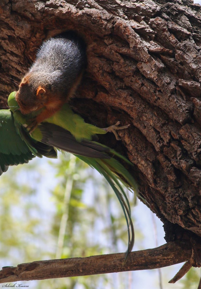 Rose-ringed Parakeet