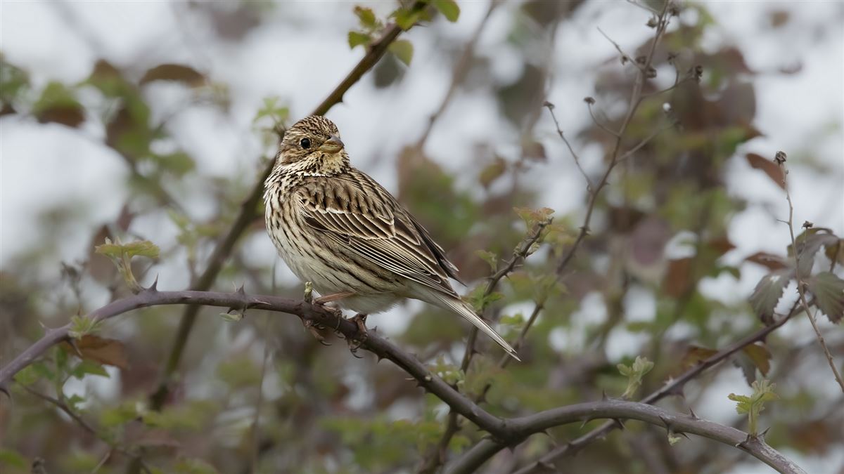 Corn Bunting