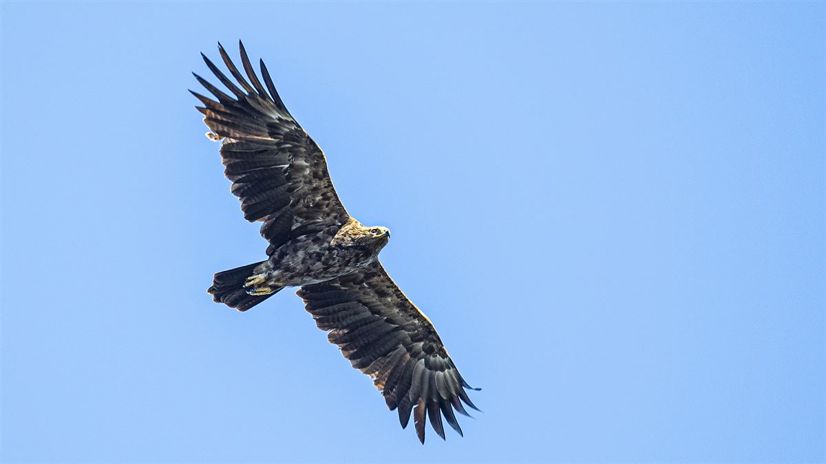 Lesser Spotted Eagle