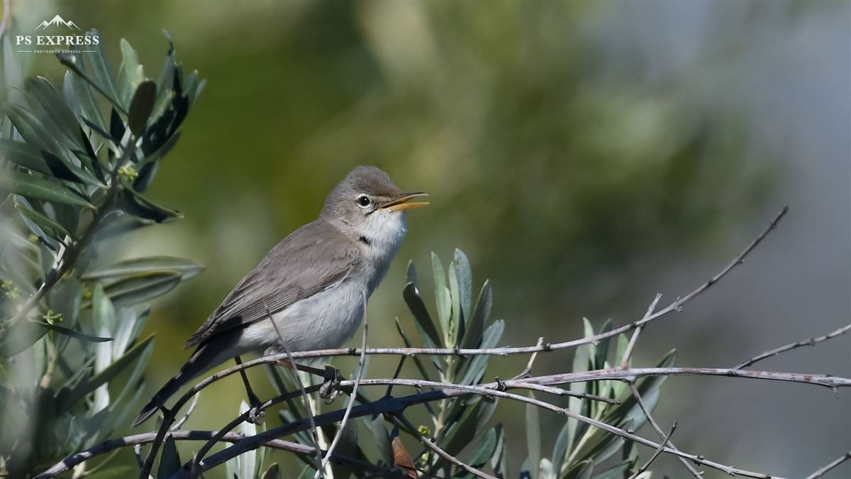 Olive-tree Warbler