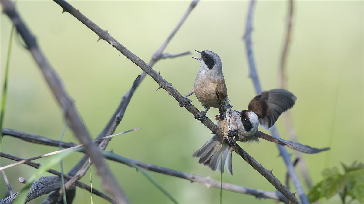 Eurasian Penduline Tit