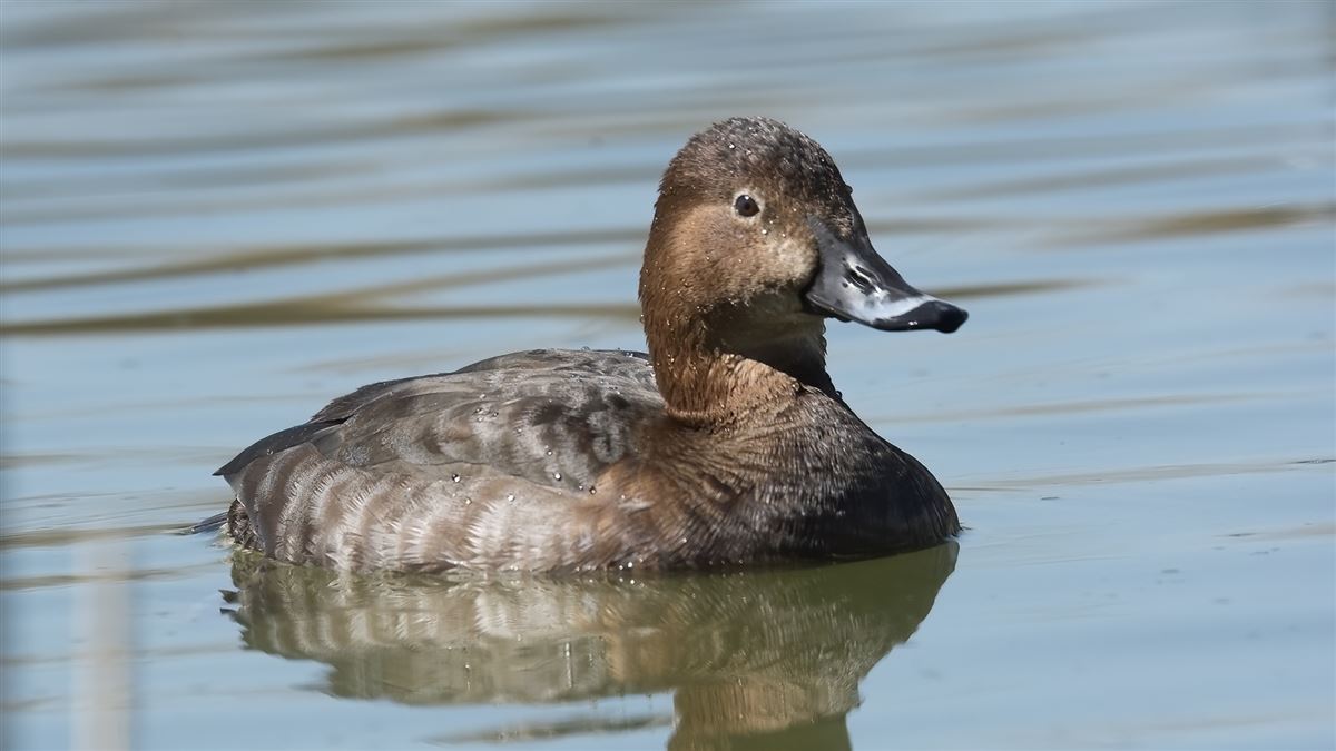 Common Pochard