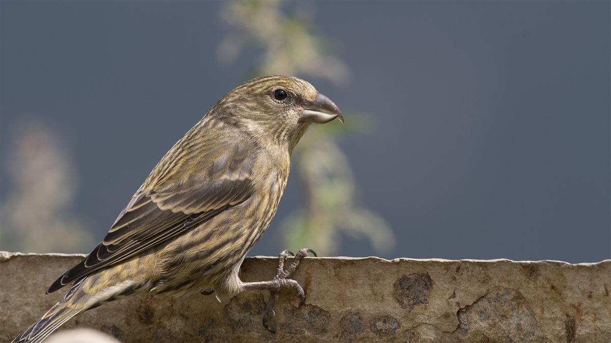 Red Crossbill