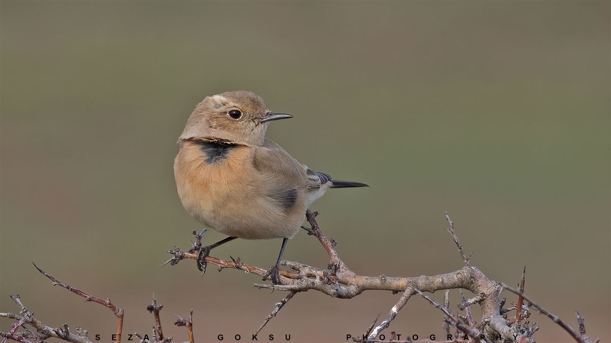 Desert Wheatear