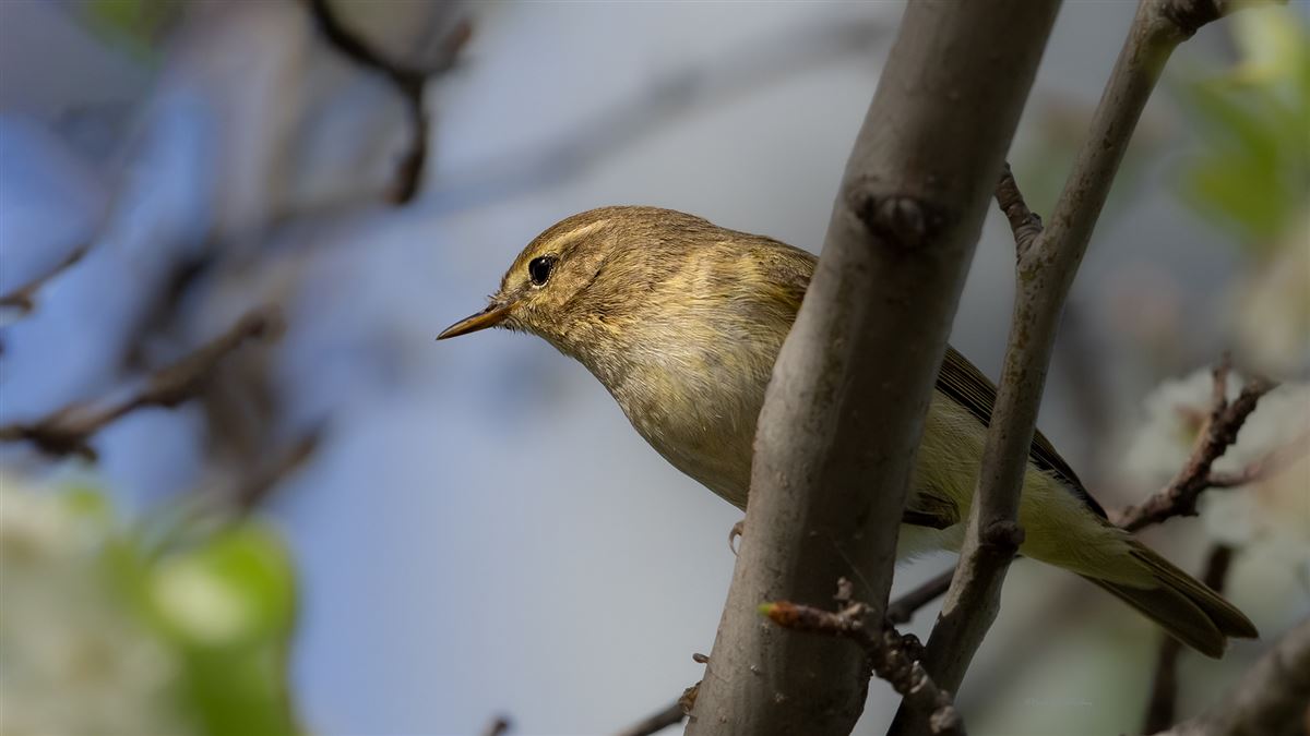 Common Chiffchaff