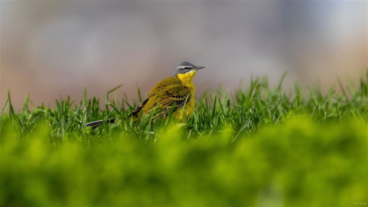 Western Yellow Wagtail