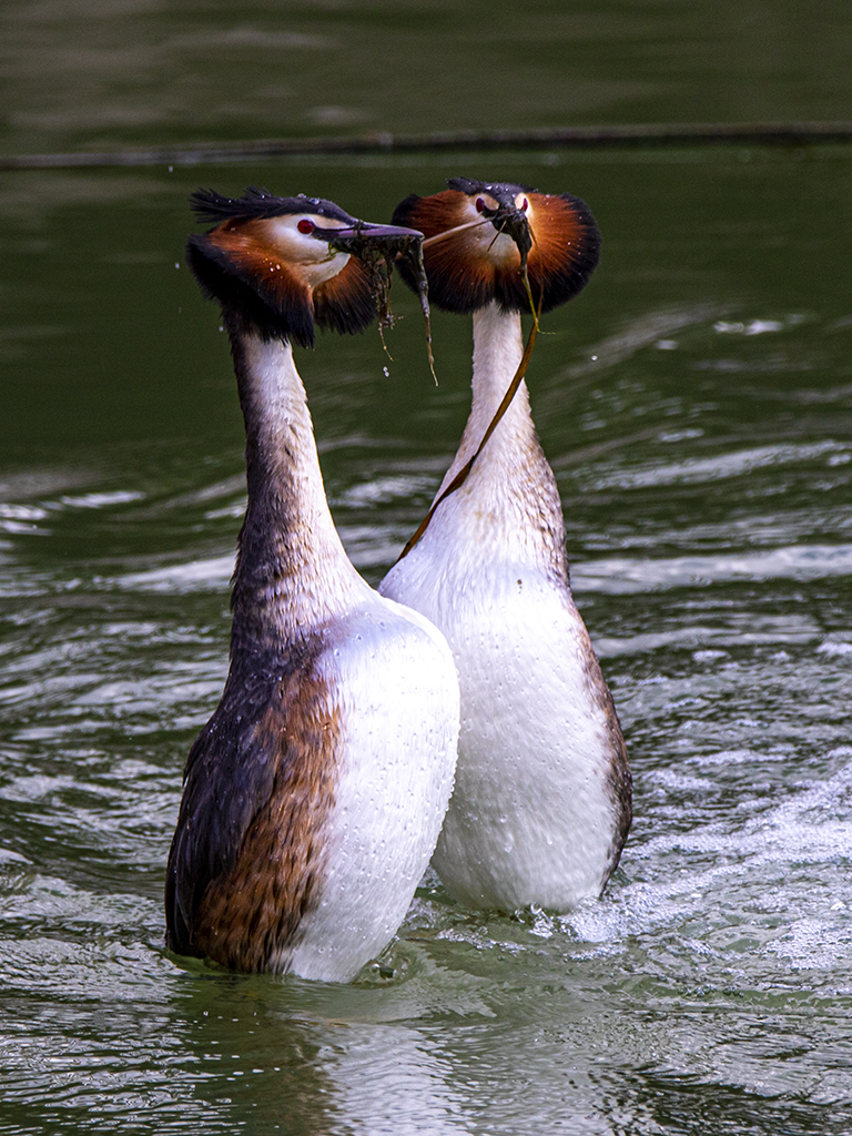 Great Crested Grebe