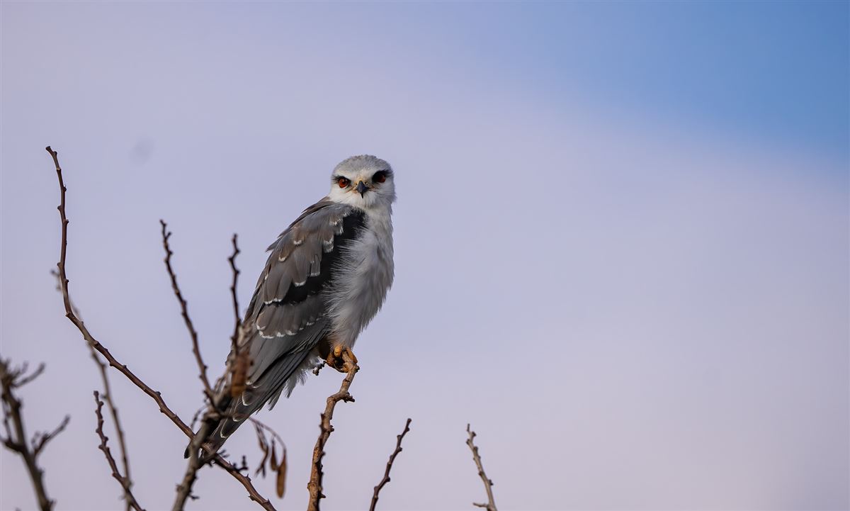Black-winged Kite