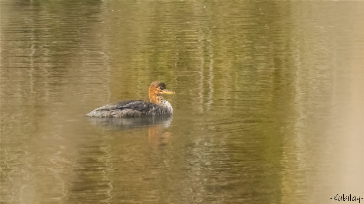 Red-breasted Merganser