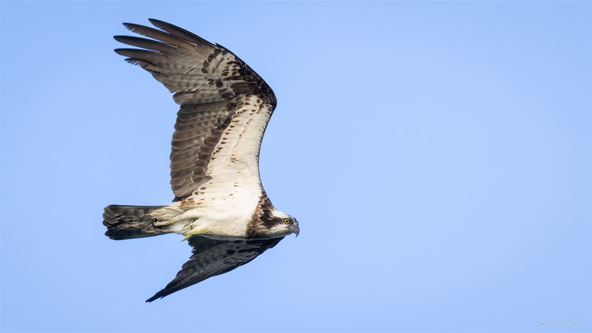 Osprey