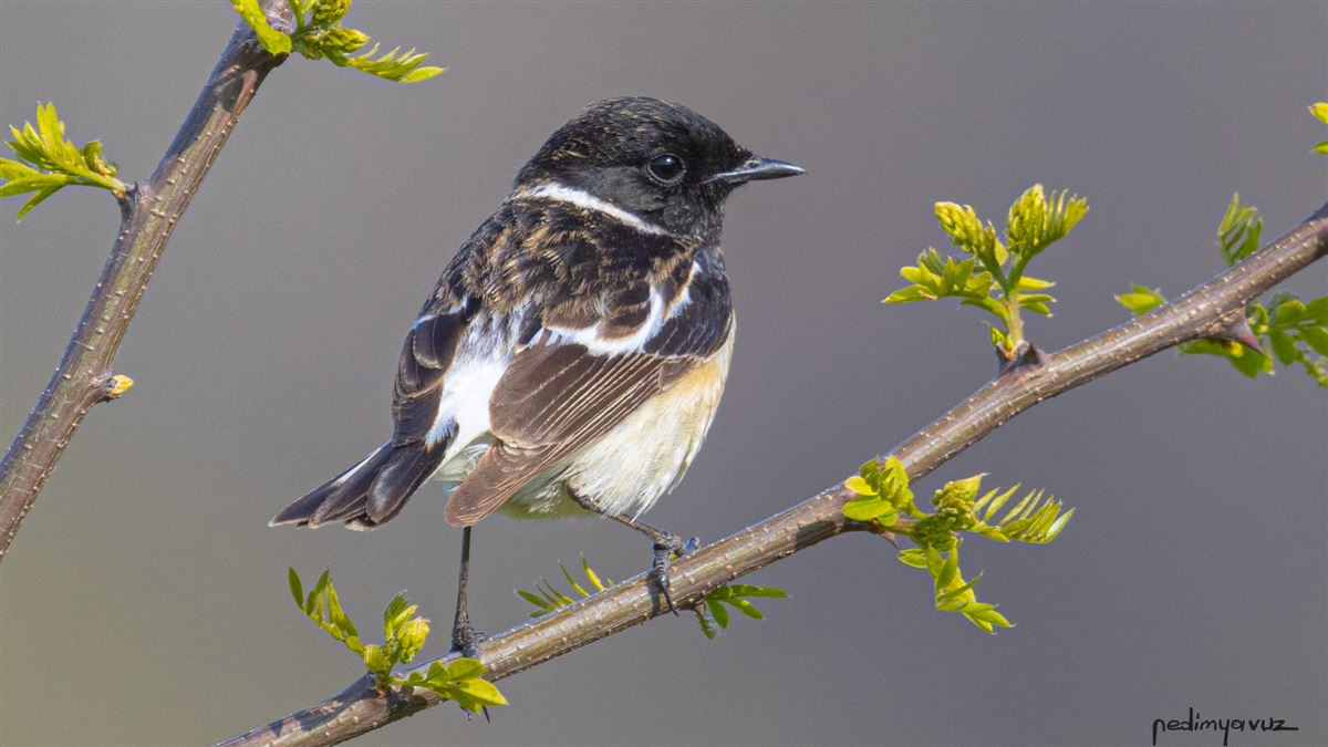 Siberian Stonechat