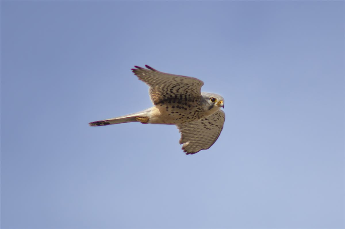 Common Kestrel
