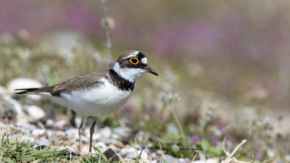 Little Ringed Plover