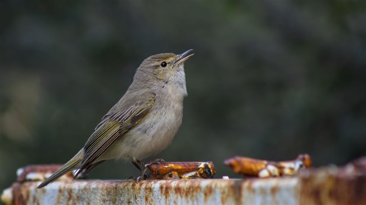 Eastern Bonelli`s Warbler