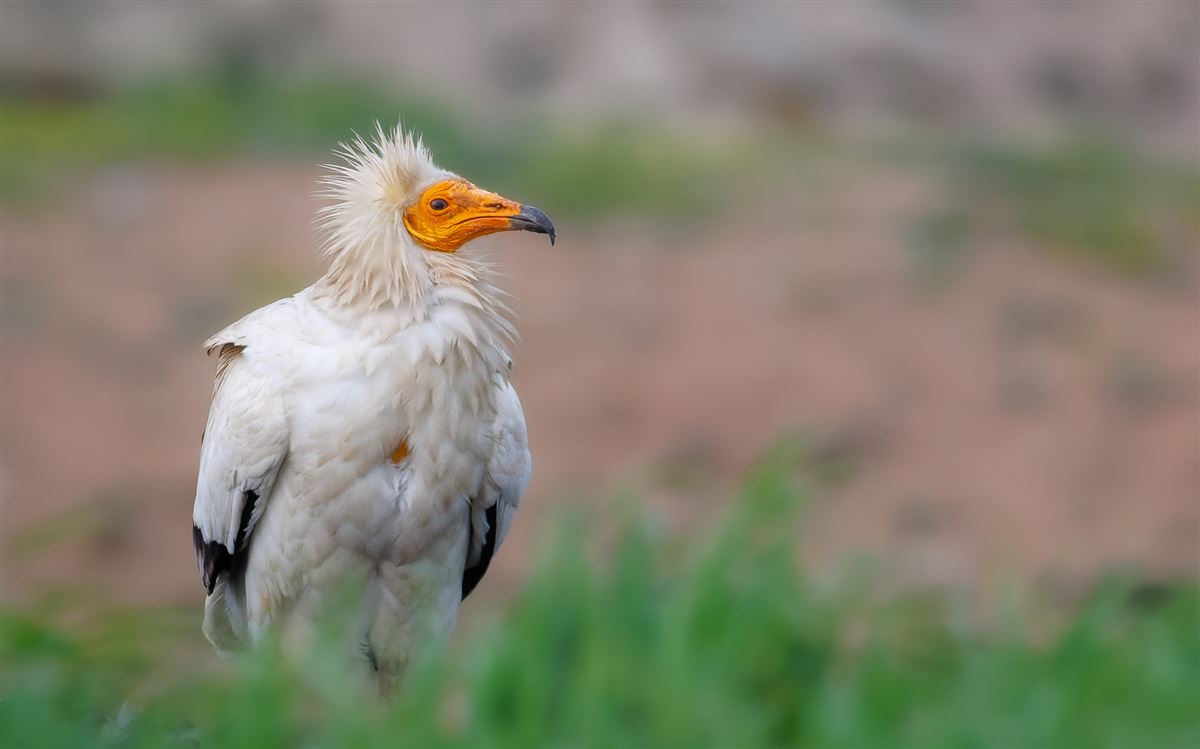 Egyptian Vulture