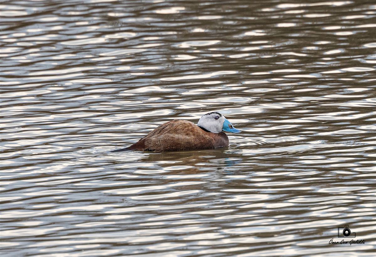 White-headed Duck