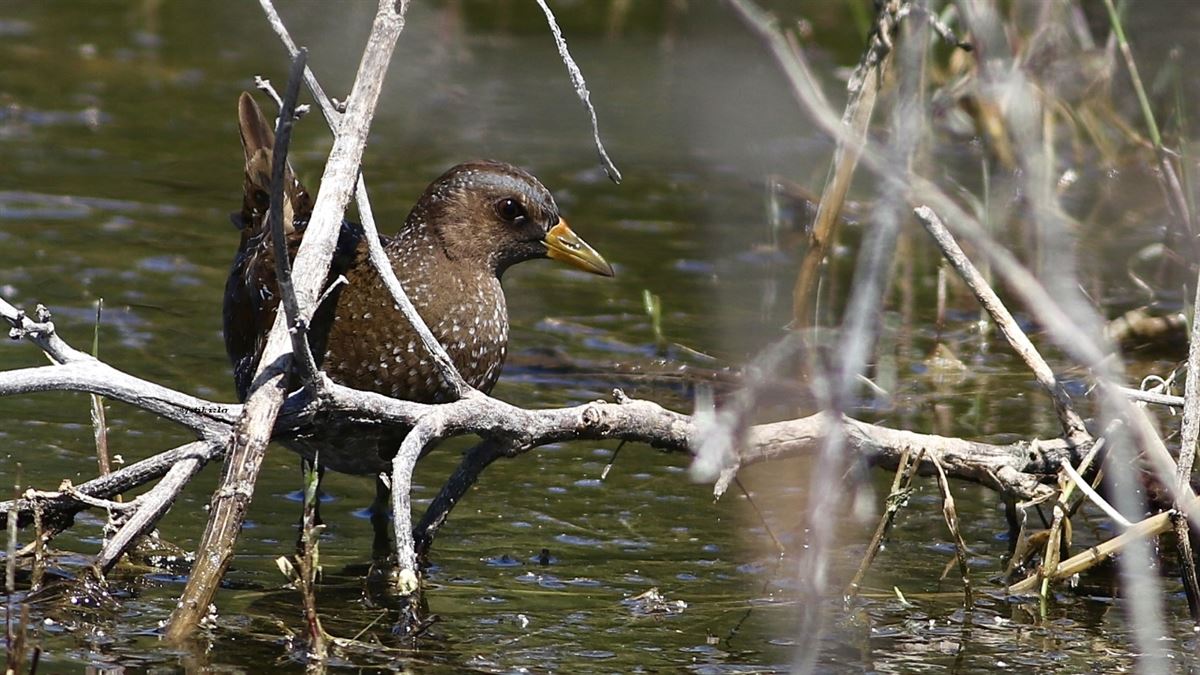 Spotted Crake