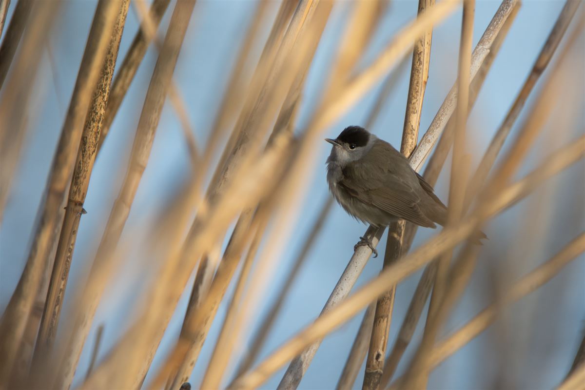 Eurasian Blackcap