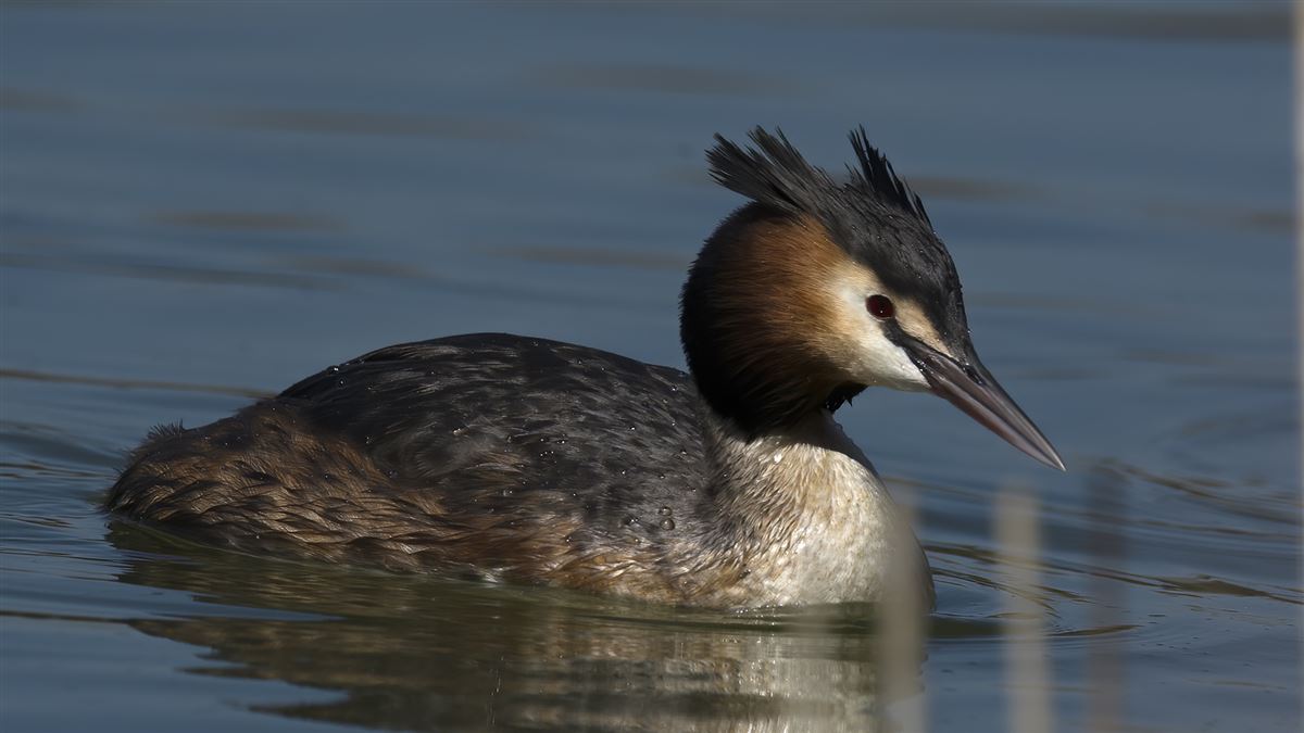 Great Crested Grebe