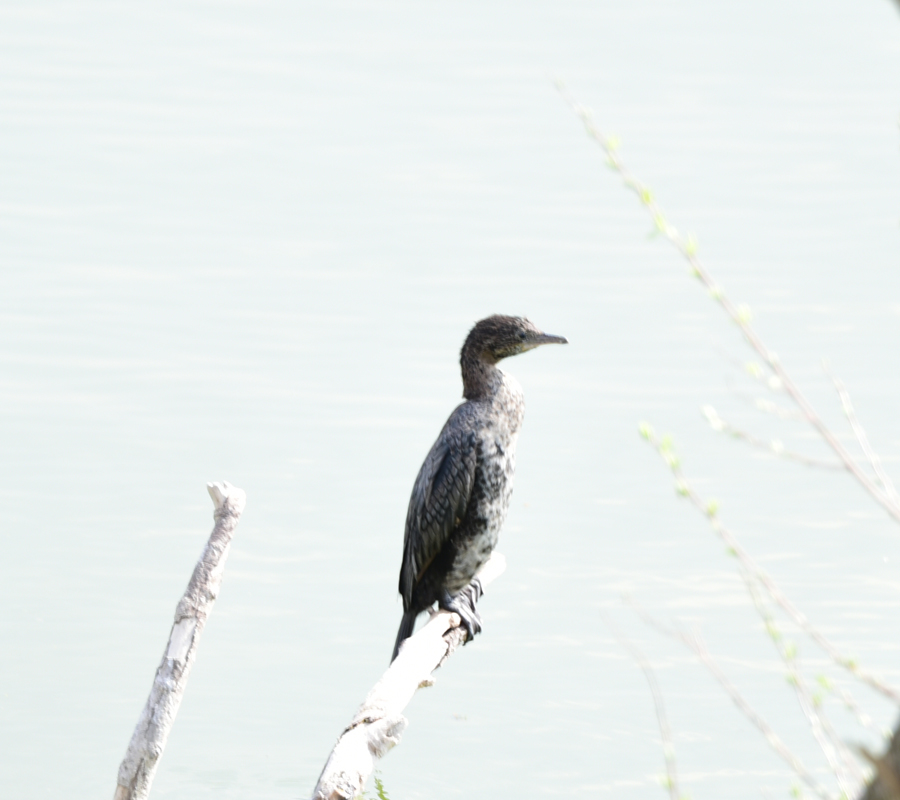 Pygmy Cormorant