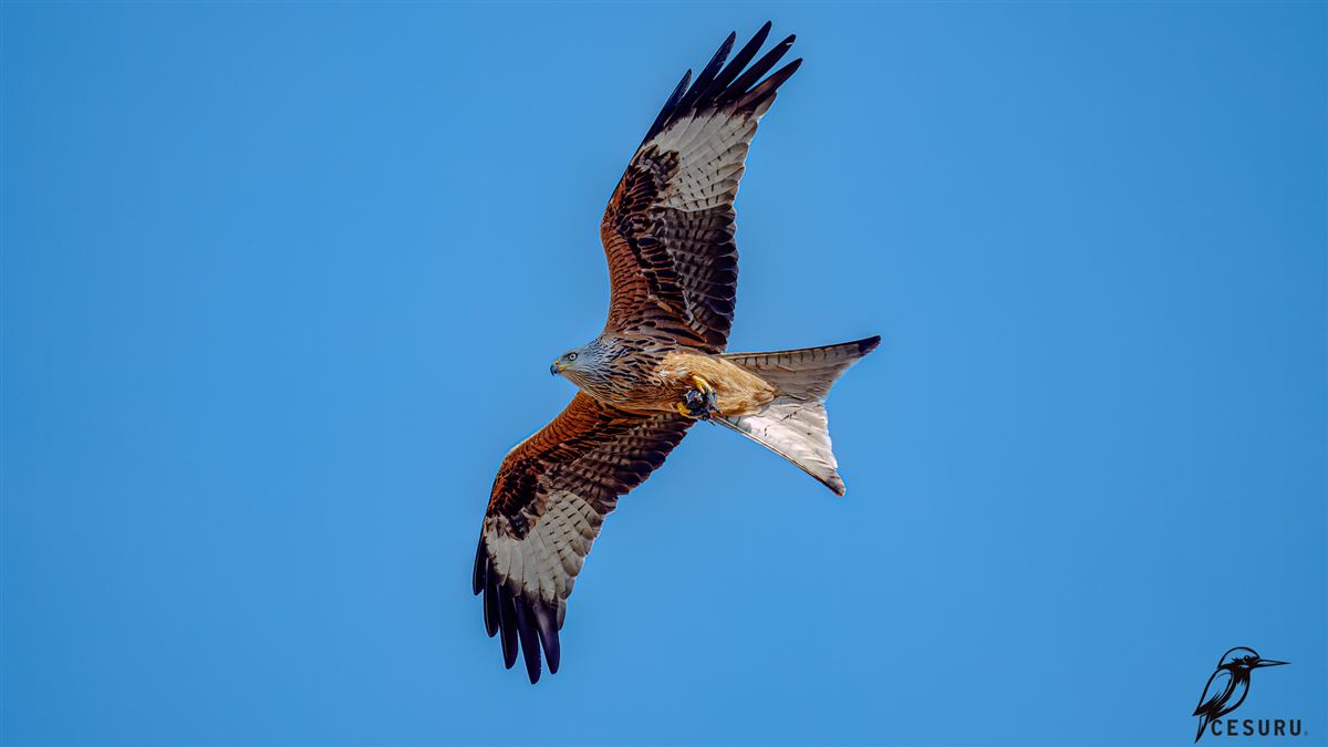 Red Kite