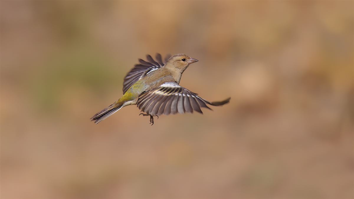 Eurasian Chaffinch