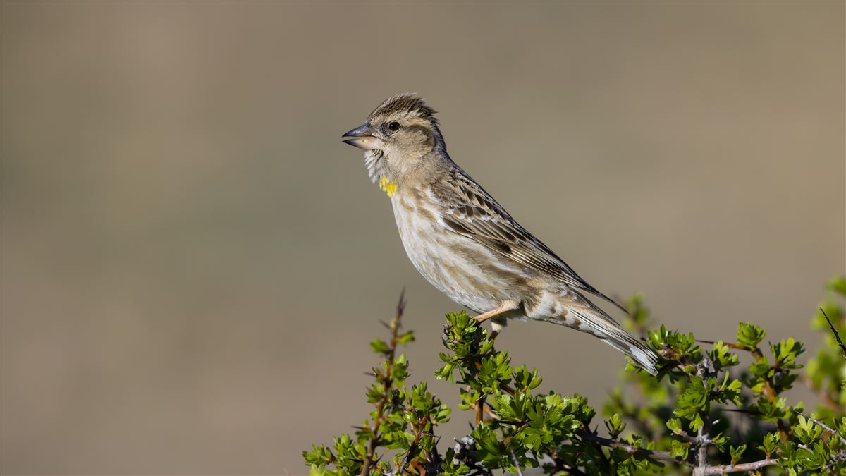 Rock Sparrow