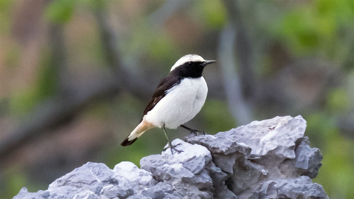Mourning Wheatear