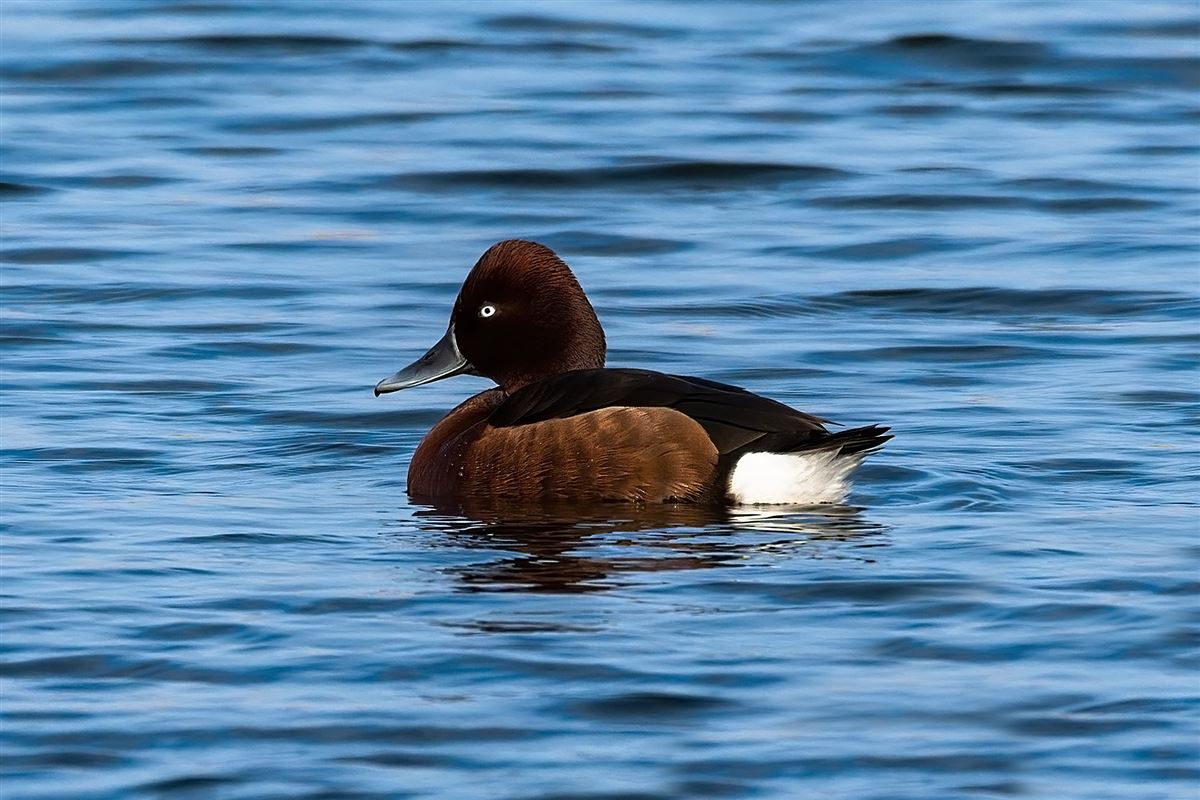Ferruginous Duck