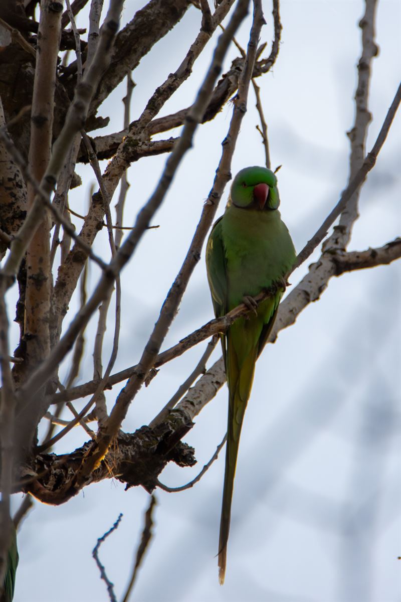 Rose-ringed Parakeet