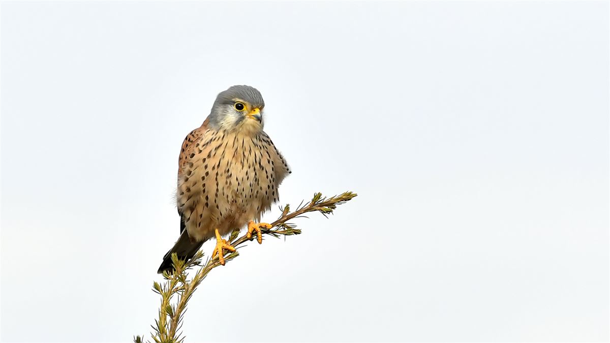 Common Kestrel
