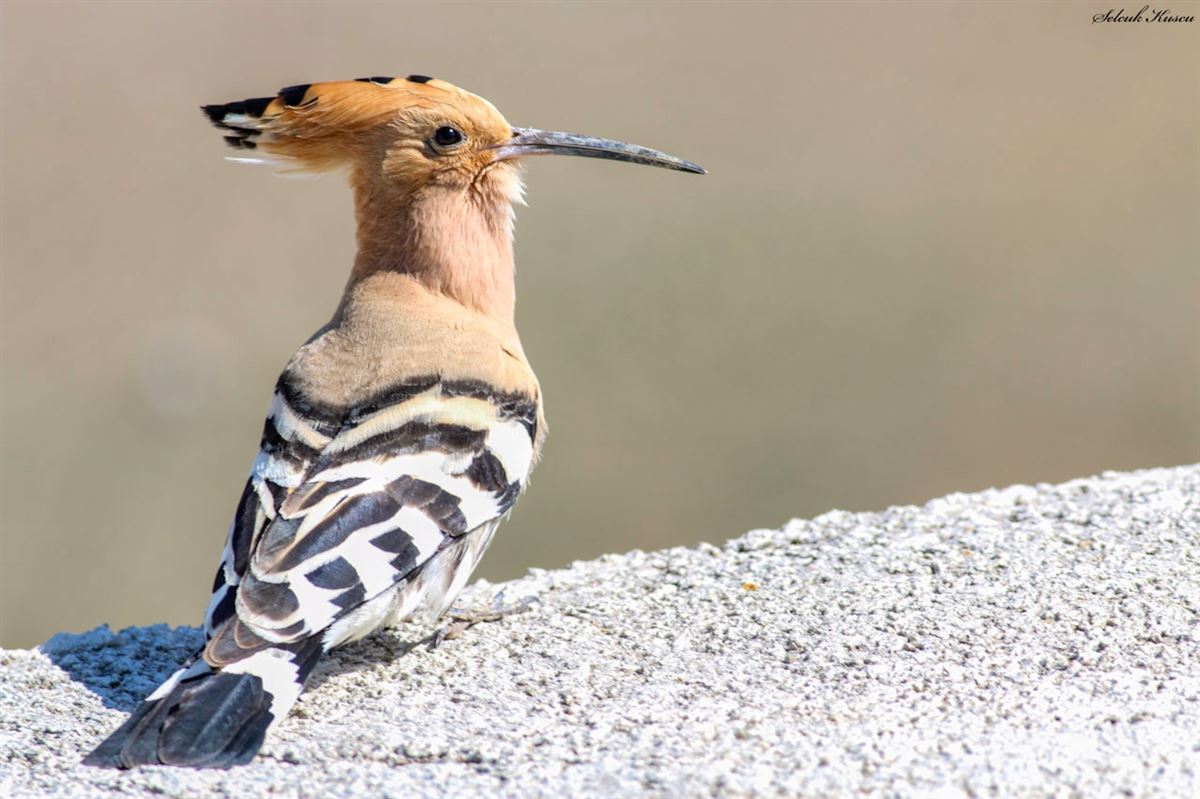 Common Hoopoe