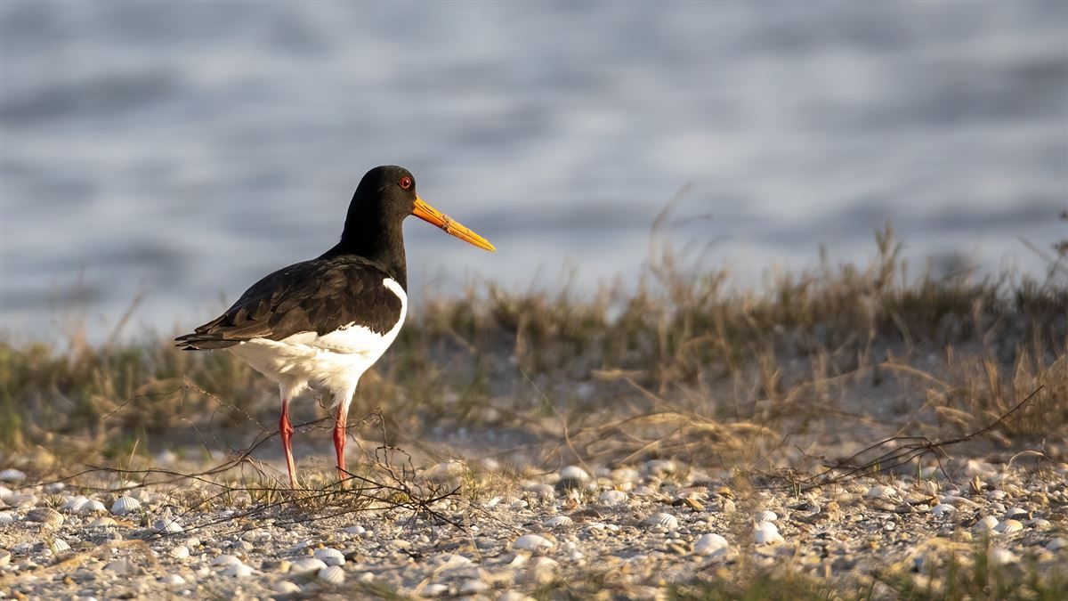 Eurasian Oystercatcher