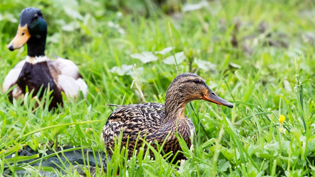 Mallard