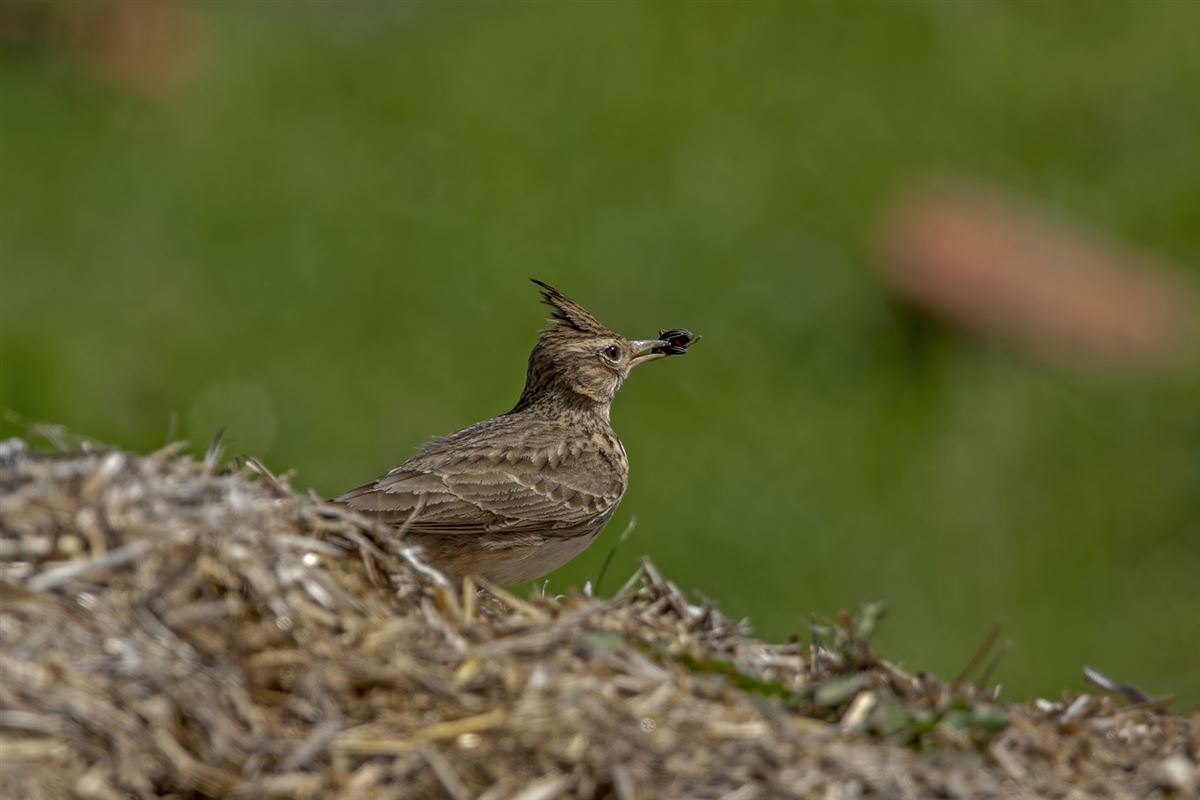 Crested Lark