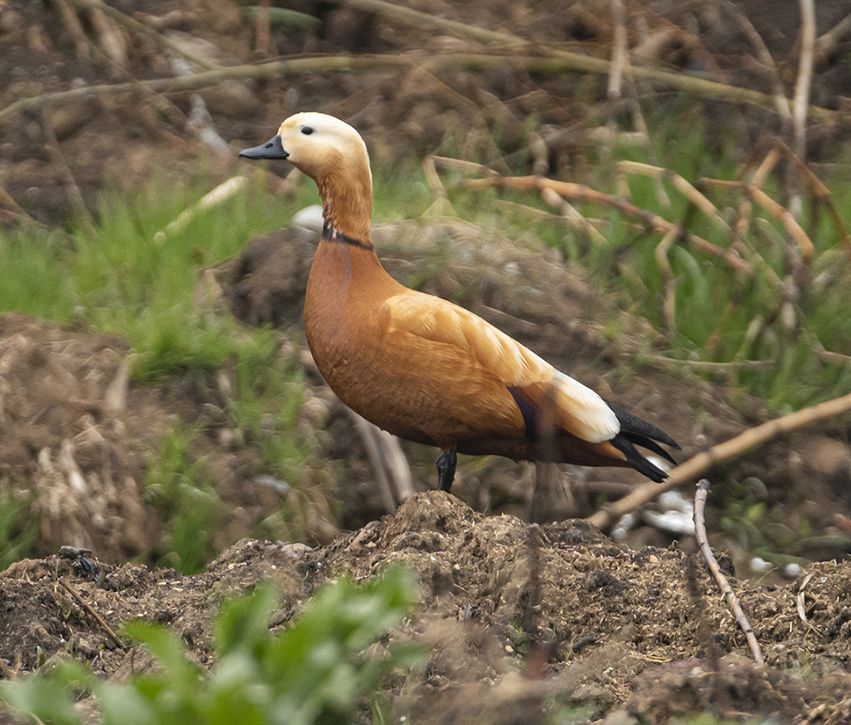 Ruddy Shelduck