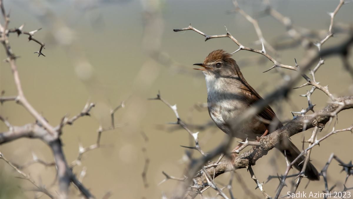 Cetti`s Warbler