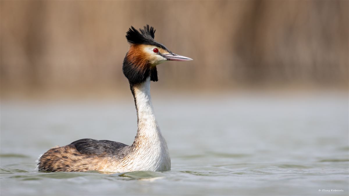 Great Crested Grebe