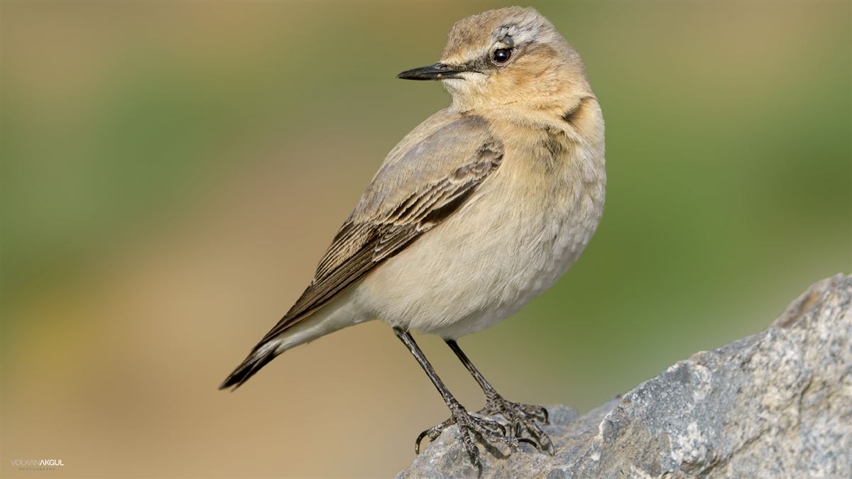 Northern Wheatear