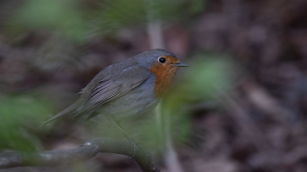 European Robin