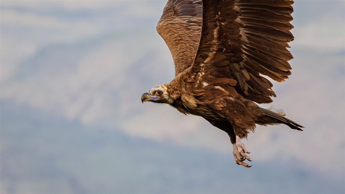 Cinereous Vulture