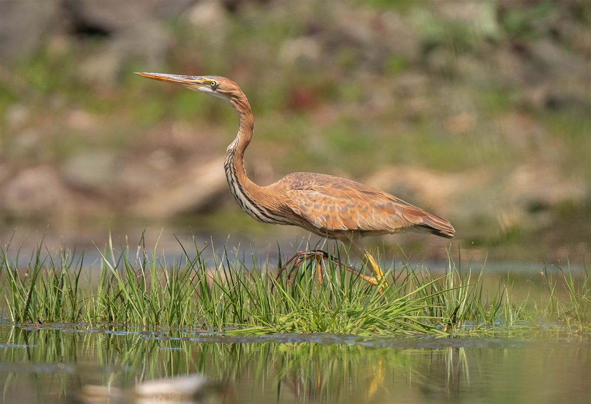Purple Heron