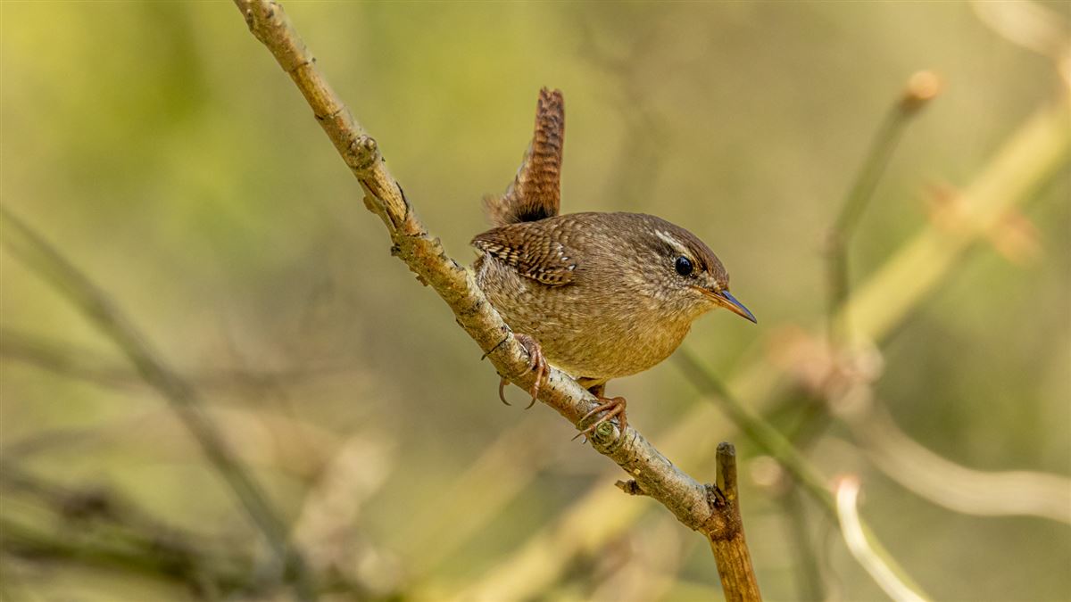 Eurasian Wren