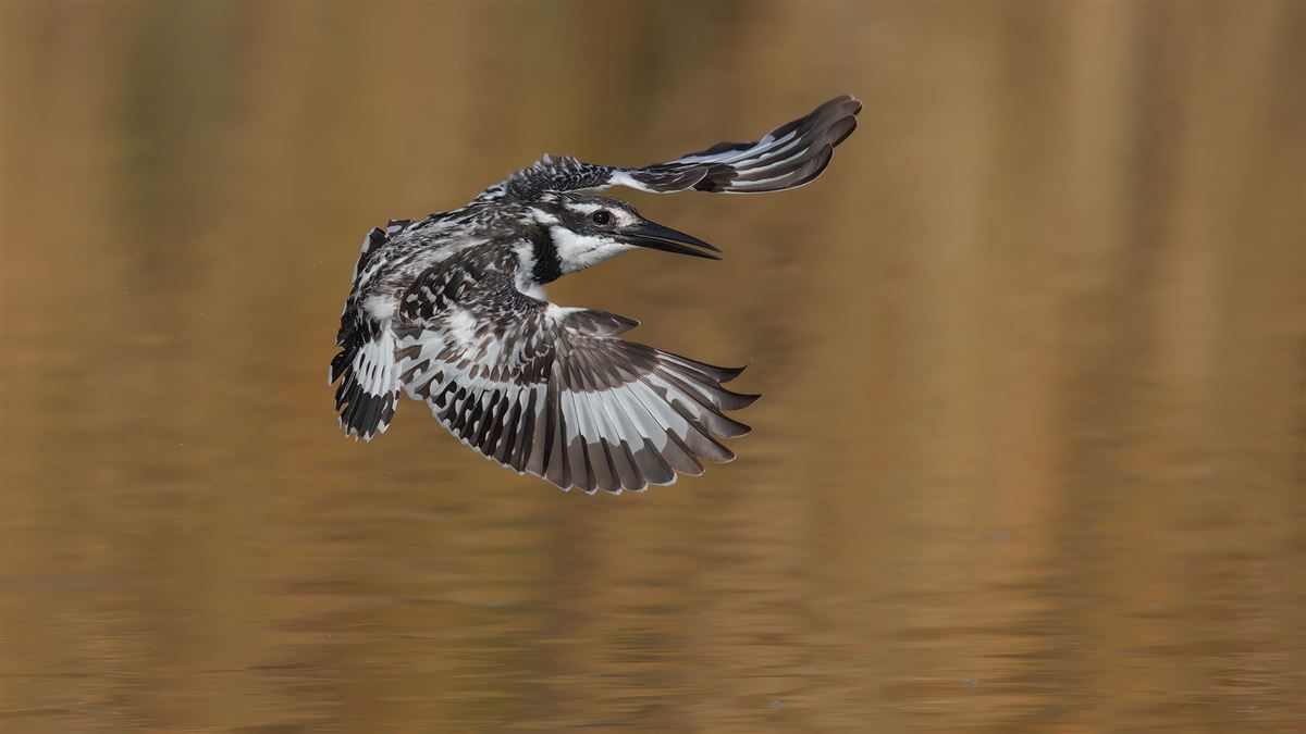 Pied Kingfisher