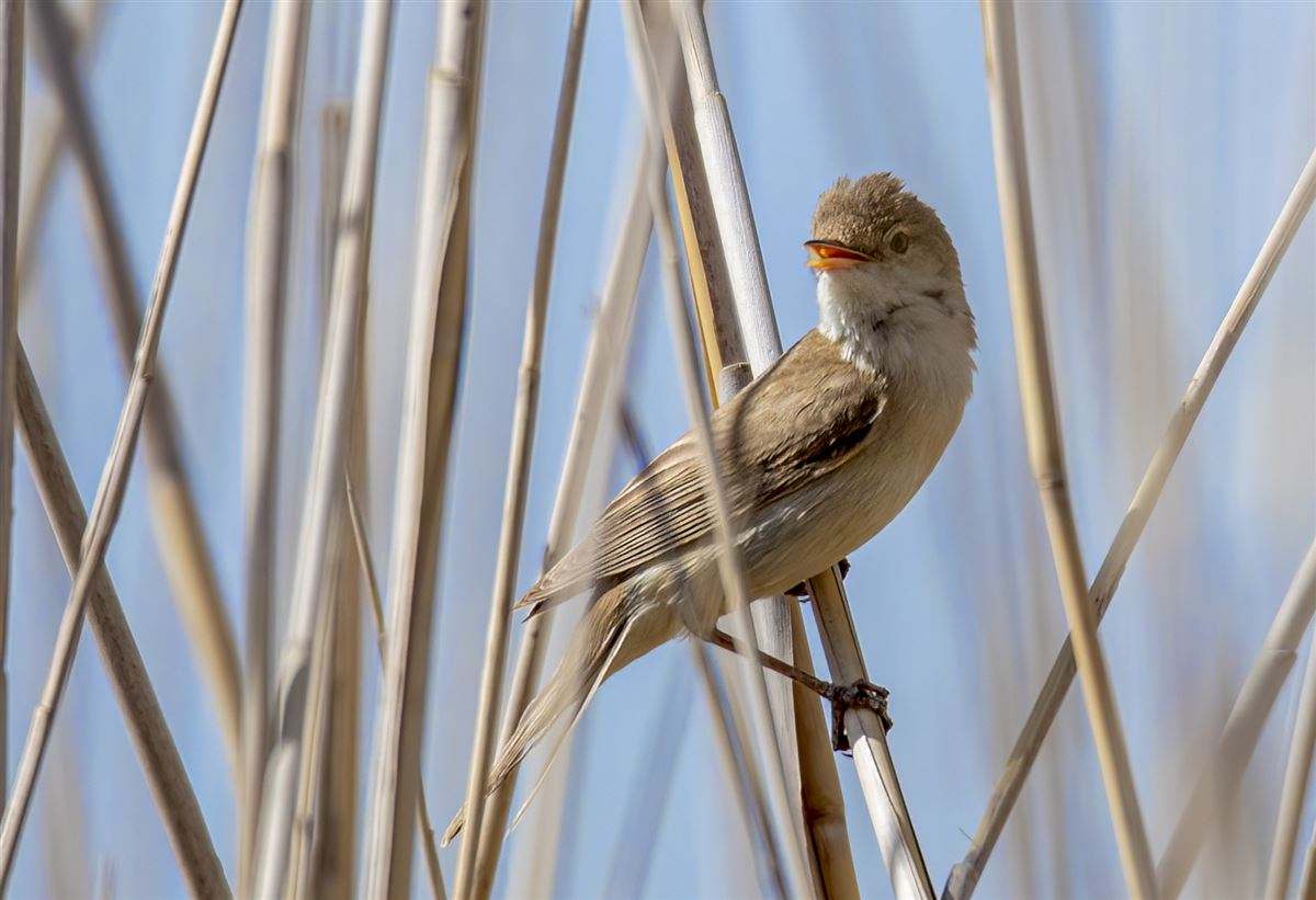 Common Reed Warbler